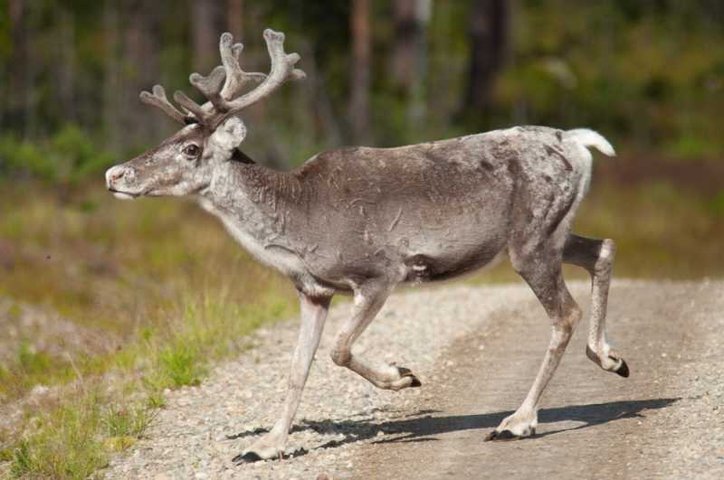Szlakiem czerwonej drogi
